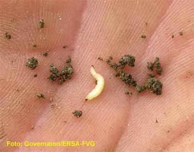 Larva.