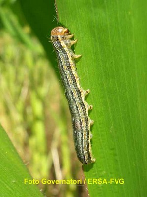 Larva.